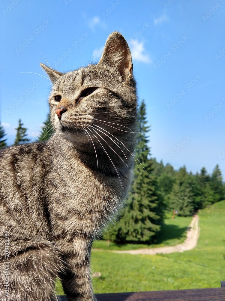 Fototapeta premium Cat on the wooden fence on the hill. Slovakia