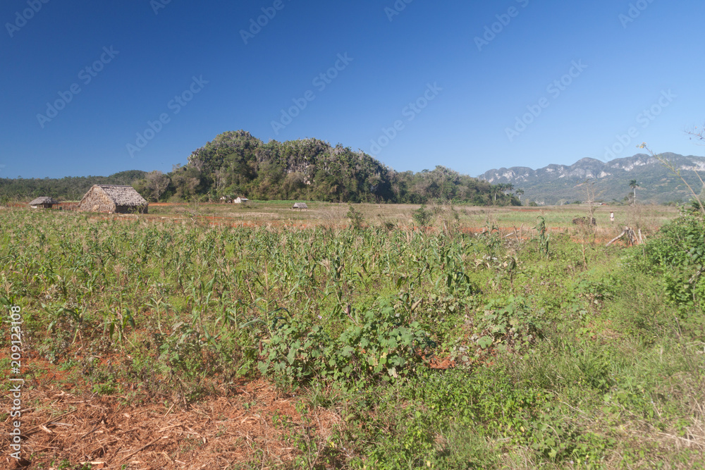 Agricultural landscape of Vinales valley, Cuba. Field of maize.
