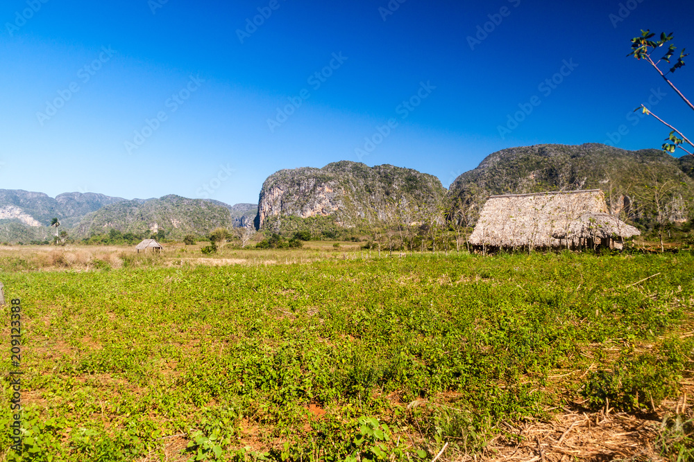 Agricultural landscape of Vinales valley, Cuba Agricultural landscape of Vinales valley, Cuba