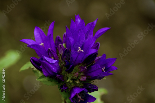 Glockenblume