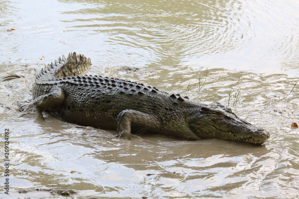 wild salt water crocodile (alligator) outside in low mud wild salt water crocodile (alligator) outside in low mud