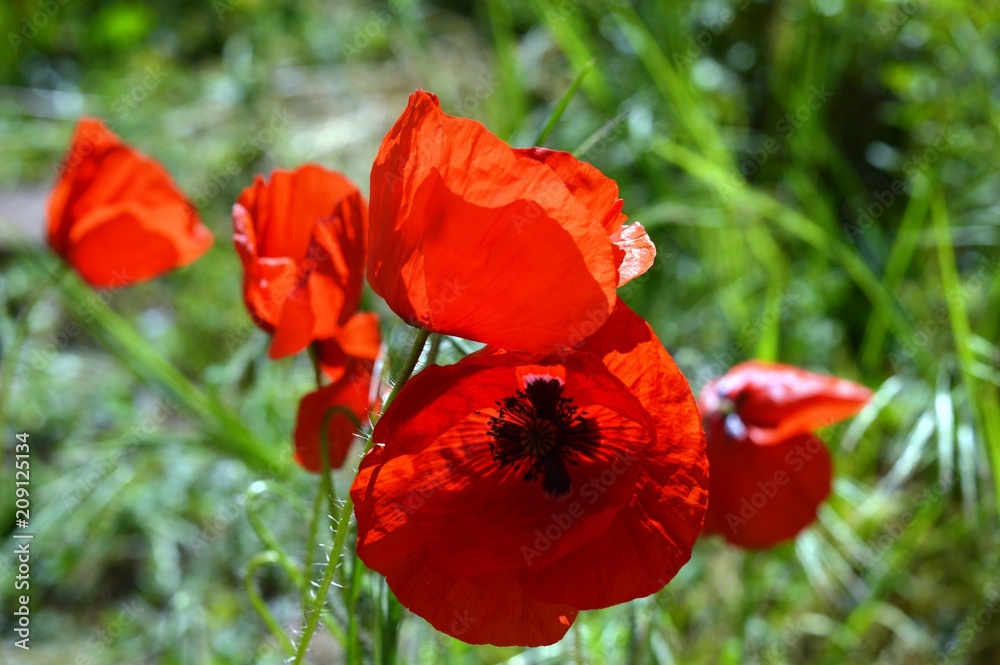 Fototapeta premium red tulips in the grass 