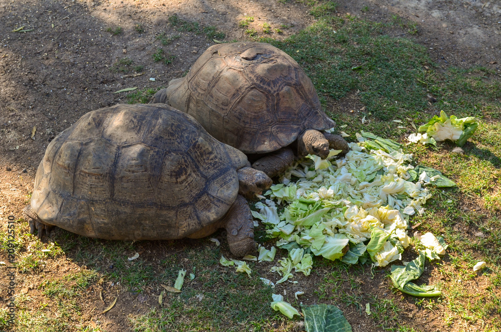 Two big turtles eating cabbage Two big turtles eating cabbage