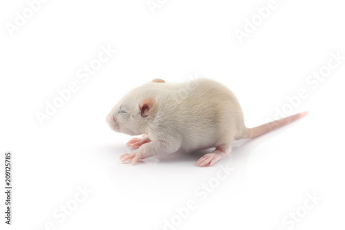 Laboratory rat isolated on white background