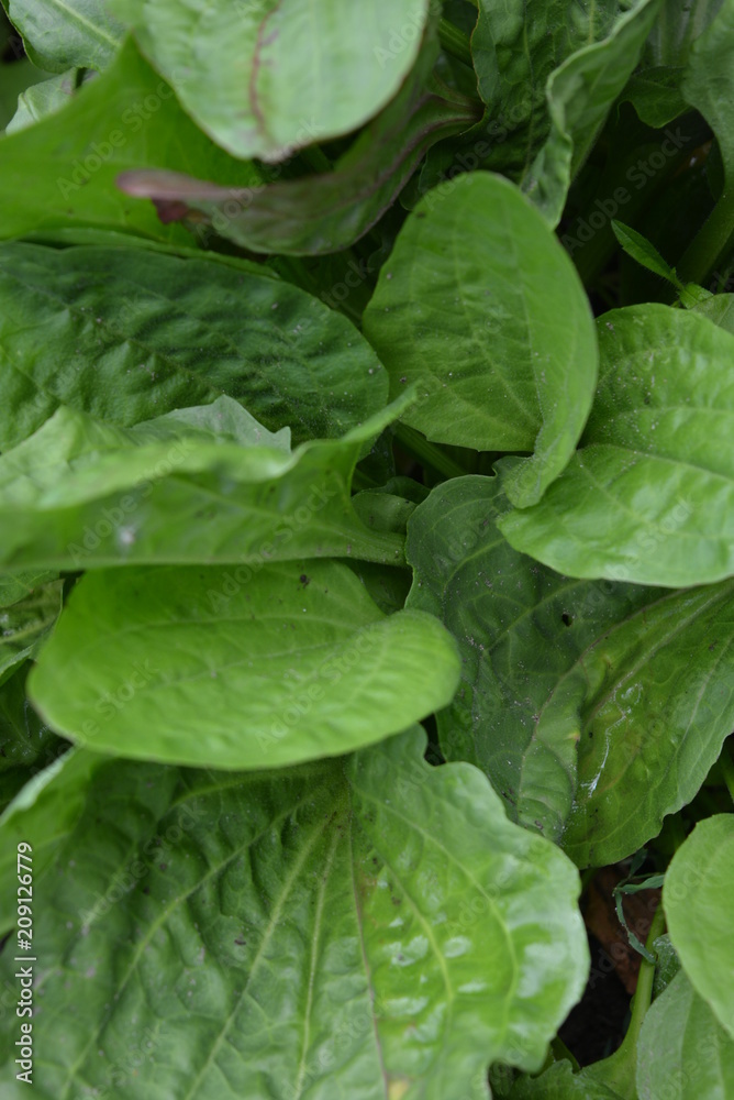 Beautiful leaves of plantain, goose-grass green after a beautiful rain Beautiful leaves of plantain, goose-grass green after a beautiful rain