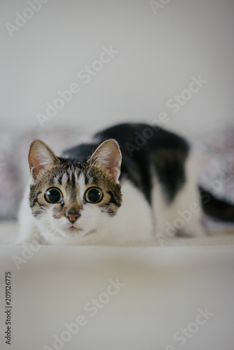 Cute cat plays with a wool ball photo