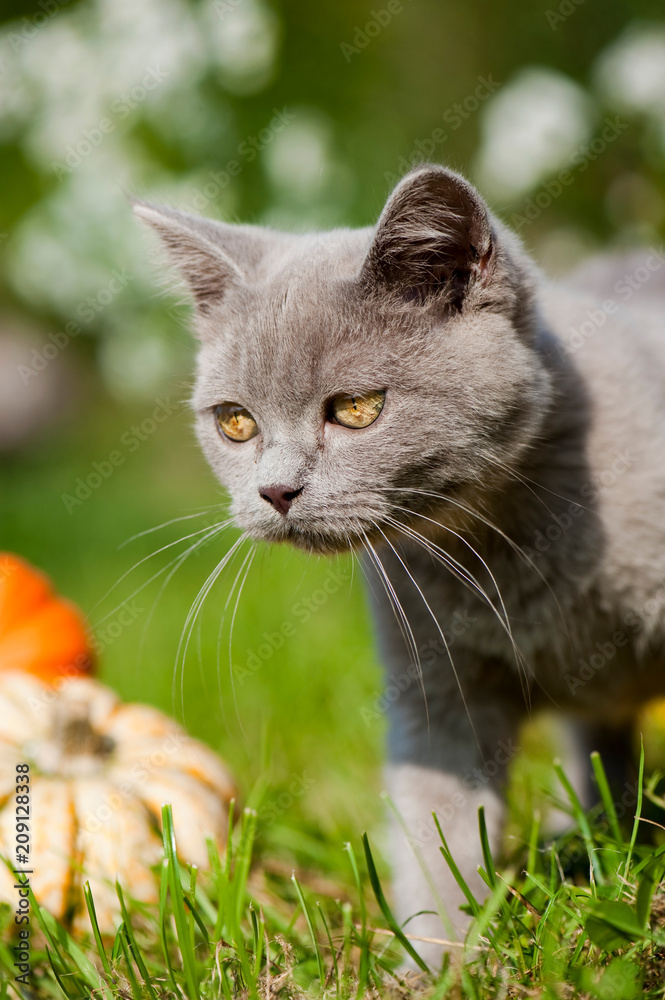 Britisch Kurzhaar Katze im Garten