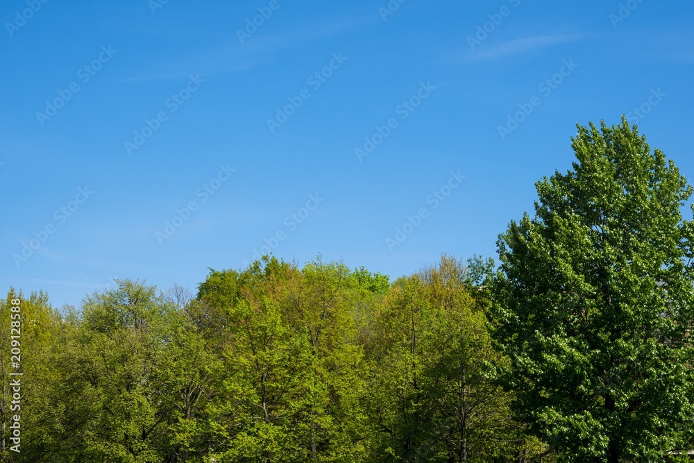 Trees in the forest Trees in the forest