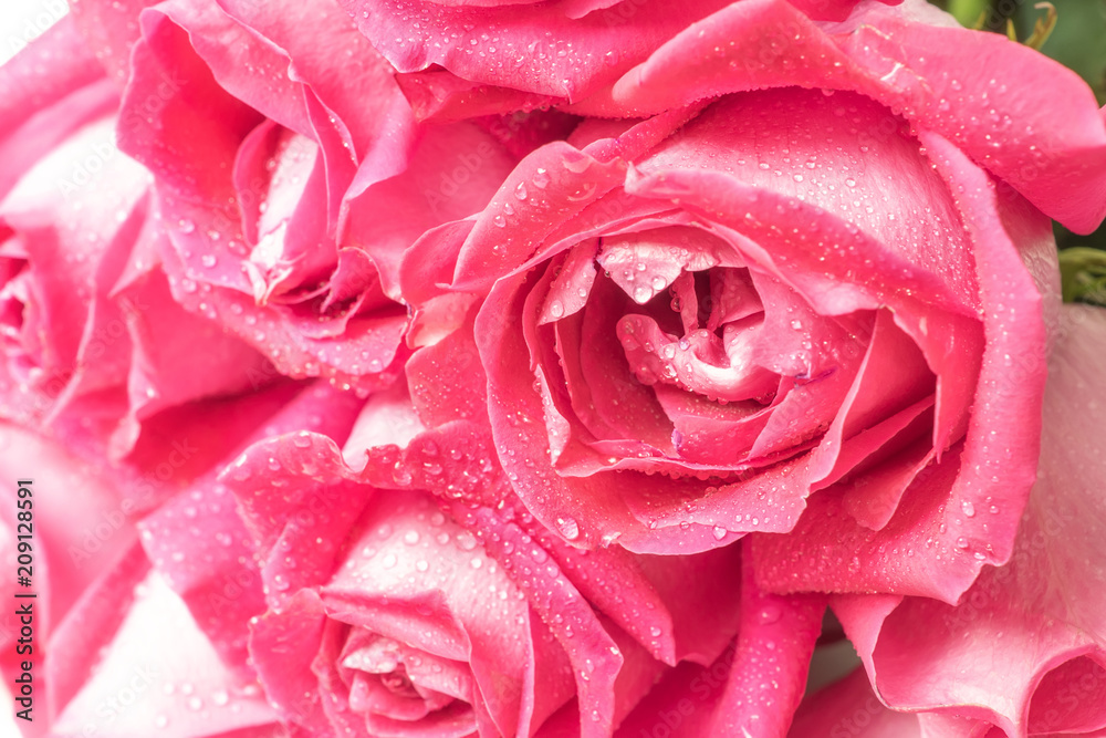 Young buds of pink Roses Flowers with drops