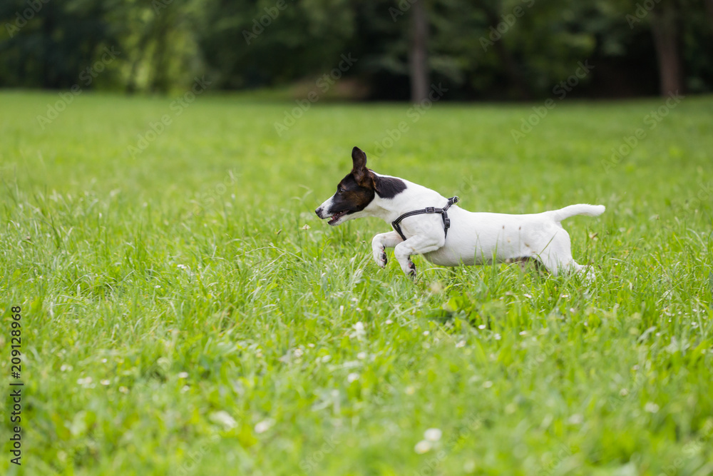 Happy dog Jack Russell Terrier enjoys running in the nature. Happy dog Jack Russell Terrier enjoys running in the nature.