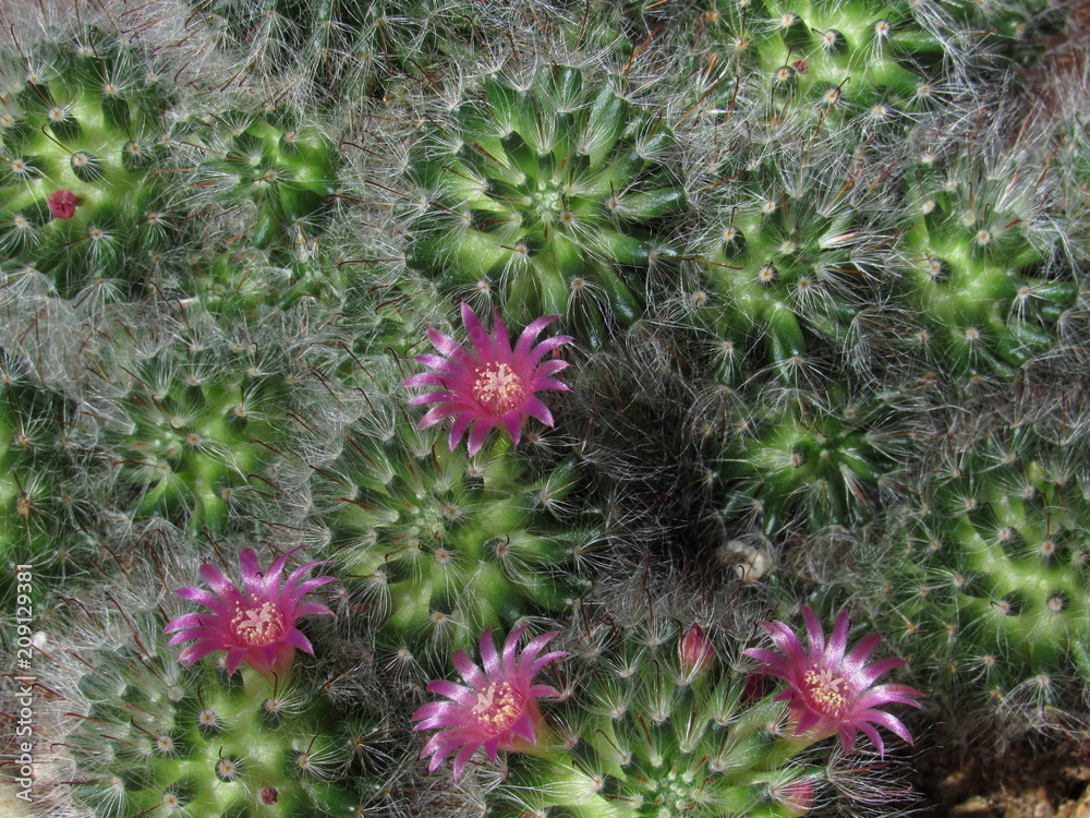 Fototapeta premium Mammillaria cactus with pink flowers starting to bloom in the sun 