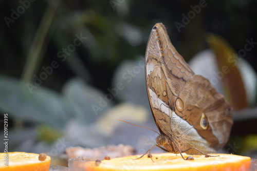 Butterfly sitting on oranges.