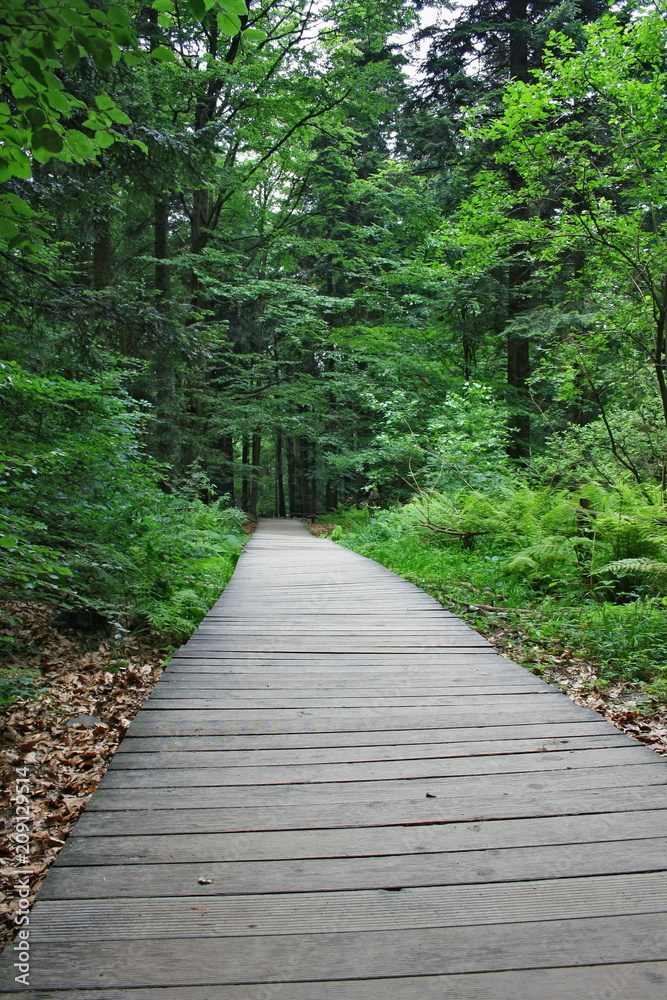 Path through a forest lined with planks, fir forest, Świętokrzyskie Mountains Path through a forest lined with planks, fir forest, Świętokrzyskie Mountains