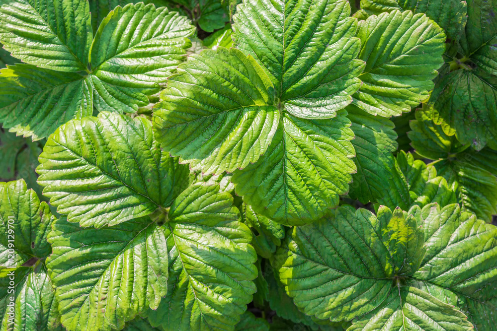 Green strawberry leaves close-up, floral background Green strawberry leaves close-up, floral background