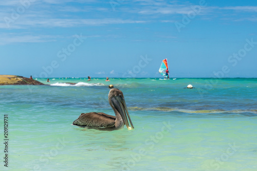 Pelican on the beach of Dominican Republic