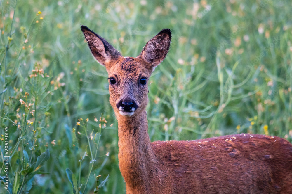 Ricke am Rande eines Rapsfeldes