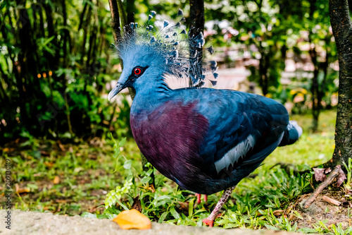 Western and Victorian Crowned Pigeon. Bird Park Kuala-Lumpur, Malaysia.