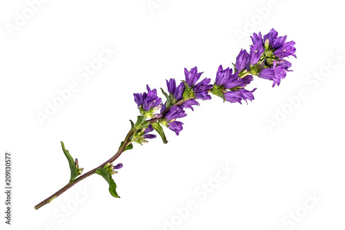 Clustered bellflower (Campanula glomerata) isolated on white