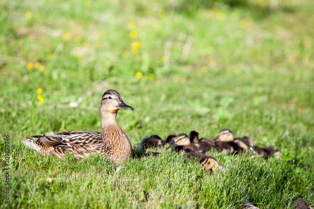 Adult duck with many ducklings sitting on green shore of pond Adult duck with many ducklings sitting on green shore of pond