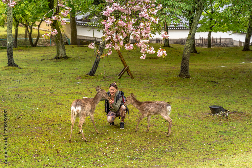 Φωτογραφία Caucasian smiling traveler woman feeding two wild deer in Nara, city of Japan, under a cherry blossom tree