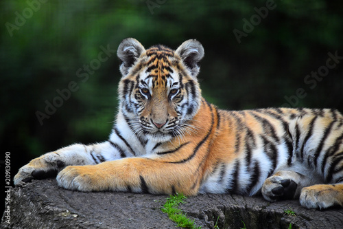 tigre pequeño