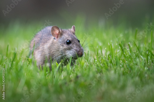 Eine Ratte im Gras