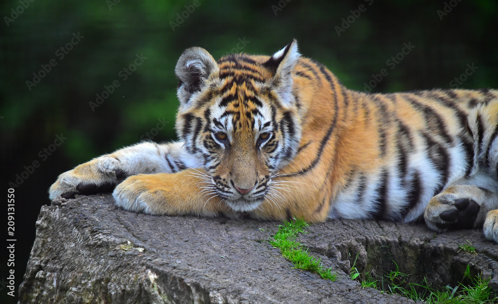 tigre tigre