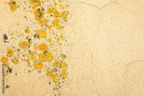 Fototapeta Naklejka Na Ścianę i Meble -  Wall with lichen.
