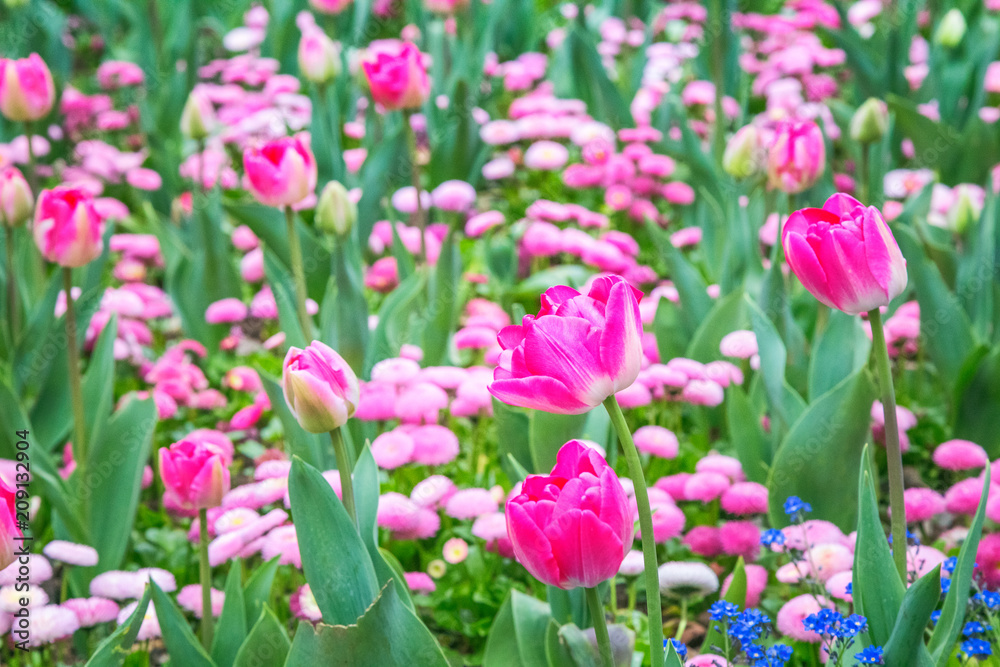 Flowerbed of magenta tulips among of blue flowers.
