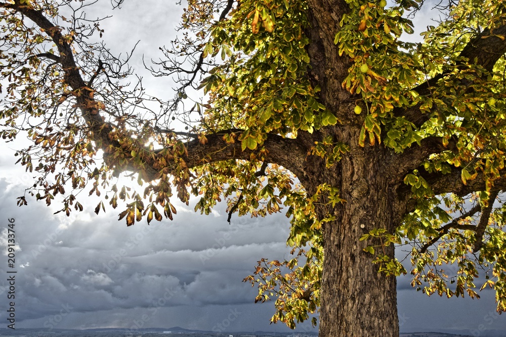 Obraz premium Rosskastanie im Herbst