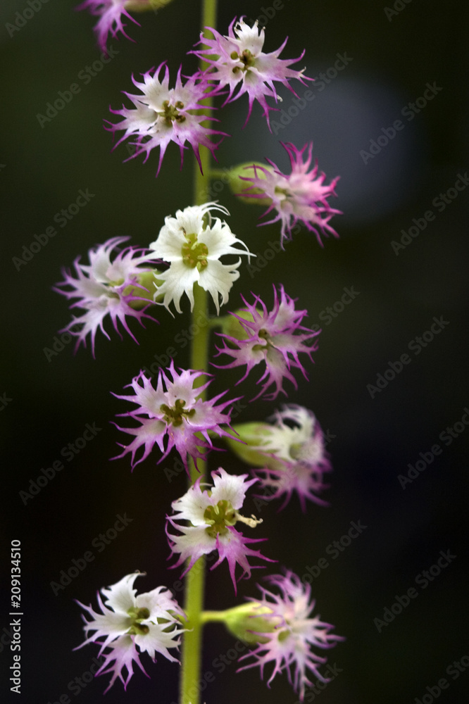 Fototapeta premium Wildflowers of the NW