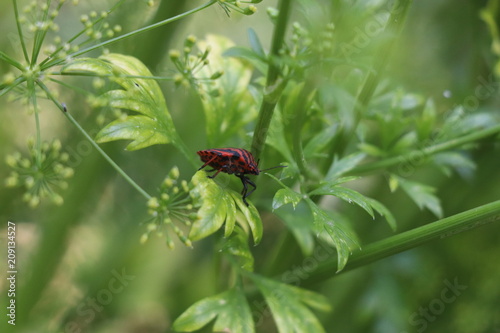 punaise insect rouge noir