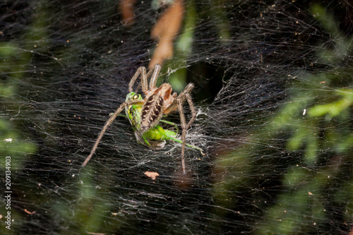 Labyrinth Spider eating grasshopper - Agelena labyrinthica