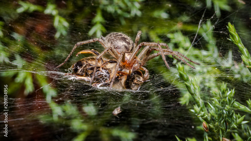 Labyrinth Spider eating bee - Agelena labyrinthica