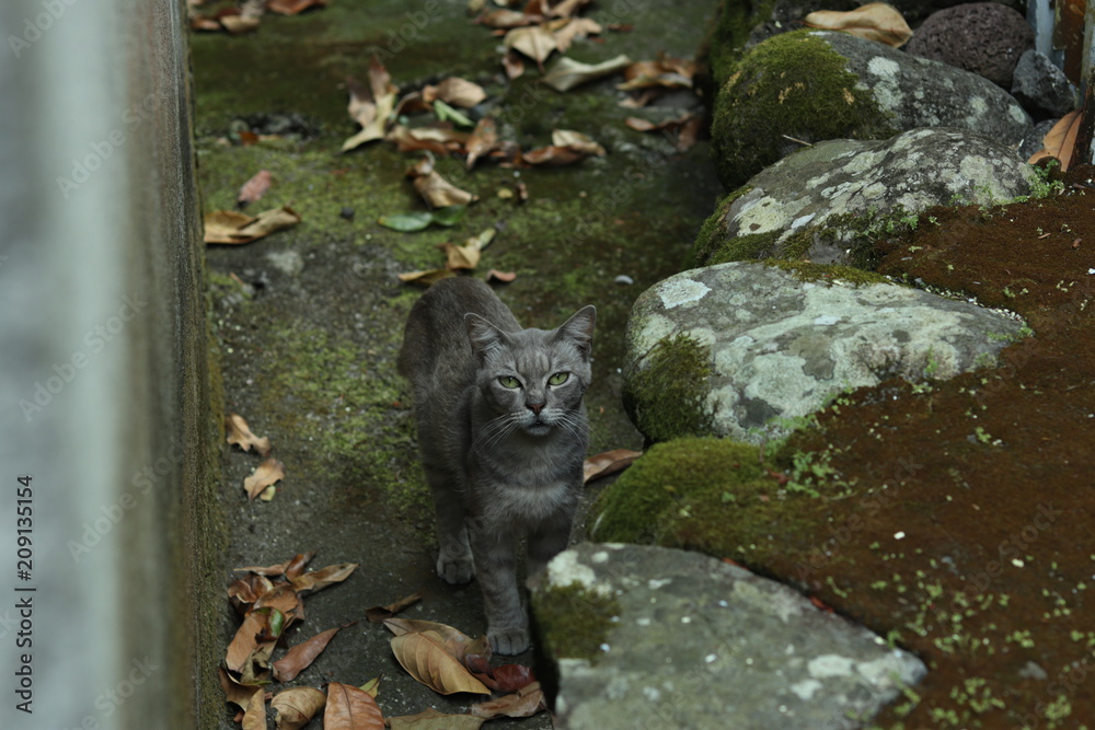 chat gris yeux vert 