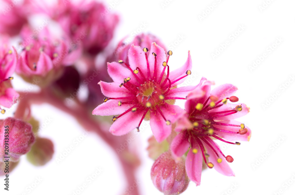 A beautiful decorative plant. Decorative flower. A beautiful decorative plant. Decorative flower.