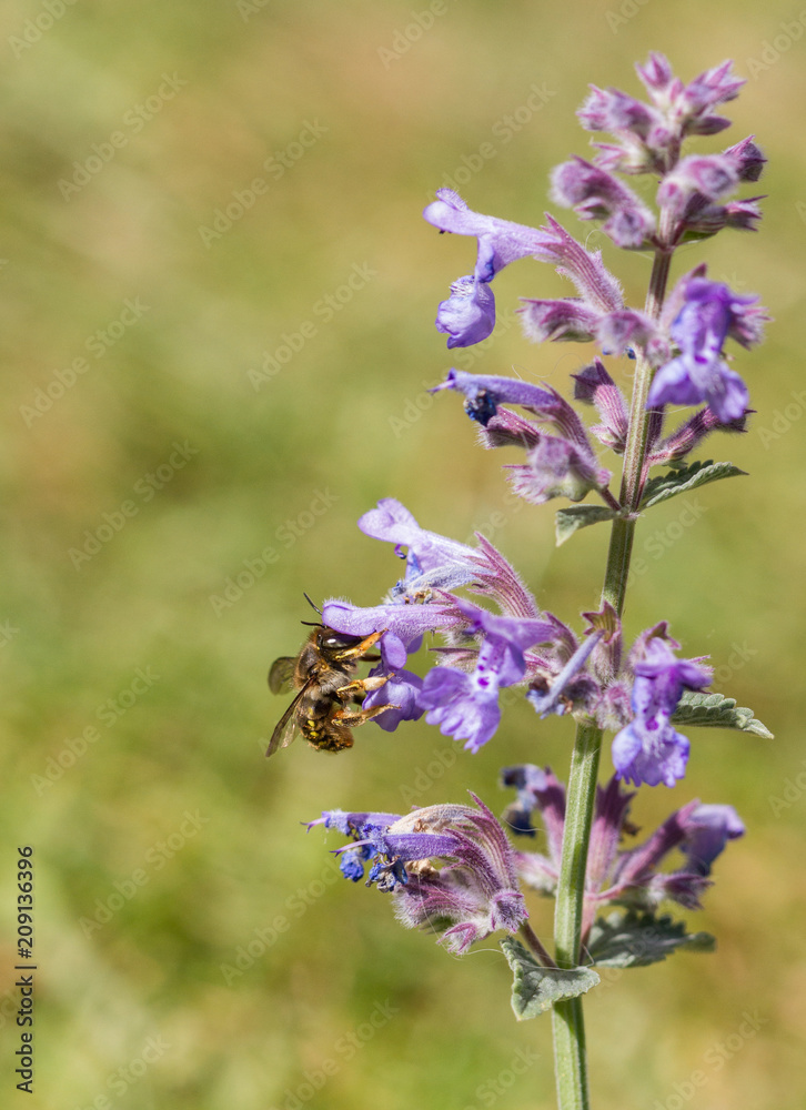 Obraz premium Wool-Carder Bee (Anthidium manicatum)