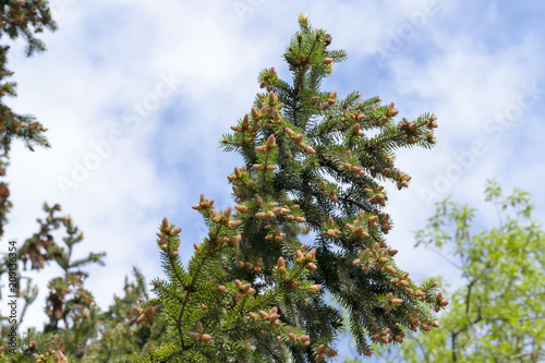 young tree spruce