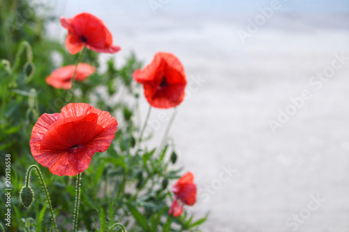 Red poppies close up