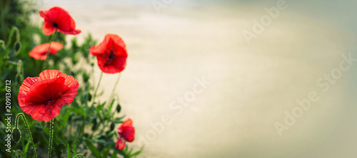 Red poppies with copy space
