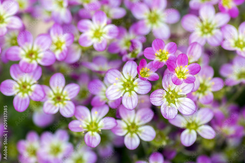 Saxifraga arendsii ornamental mountain flower, pink flowering small ground plant Saxifraga arendsii ornamental mountain flower, pink flowering small ground plant