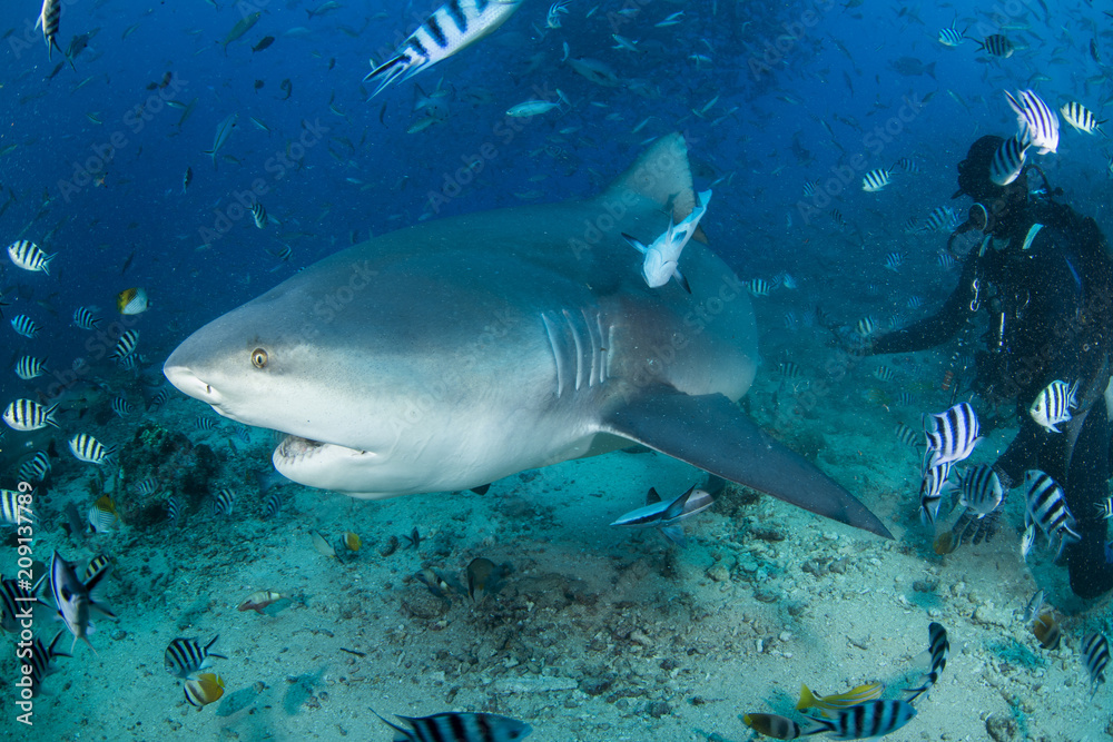 Bull shark encounter Bull shark encounter