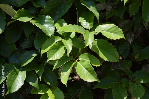 Leaves of Ring-cupped oak