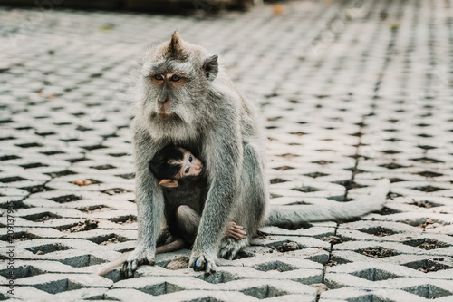 .Pictures of a cute monckey in the monkey forest in Ubud, Bali. Lifestyle. Travel photography photo