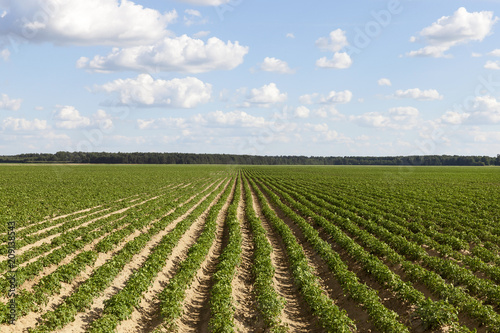 long furrows