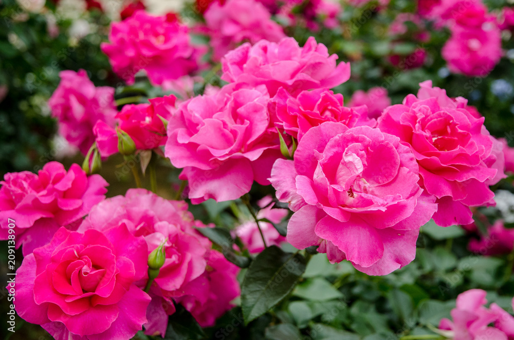 Roses in spring Roses in spring