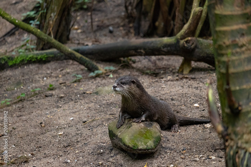 Otter