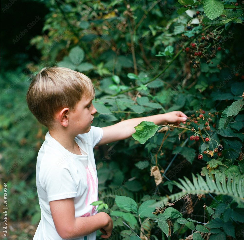 Boy picking blackberries Boy picking blackberries