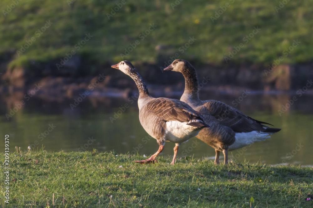 Kanadagans-Hybride (Branta canadagensis) Kanadagans-Hybride (Branta canadagensis)