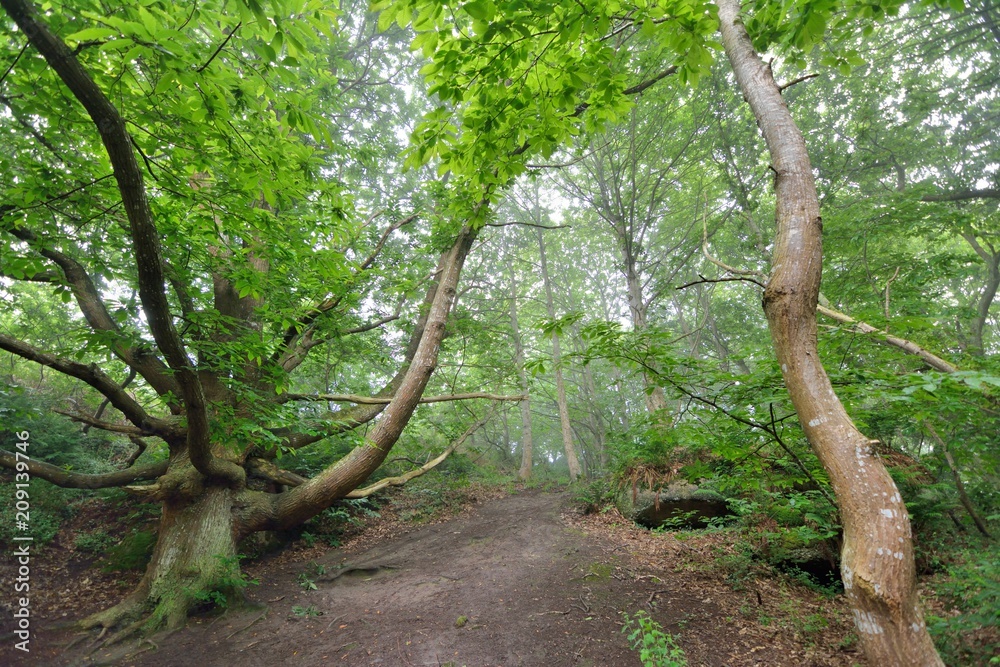 Fototapeta premium Paysage de la vallée des Traouiero à Trégastel près de Perros-Guirec en Bretagne